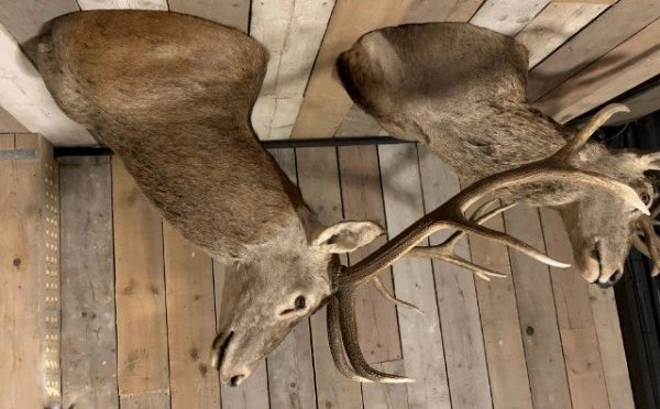 Huntring trophy of a large red deer