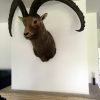 Ibex trophy head