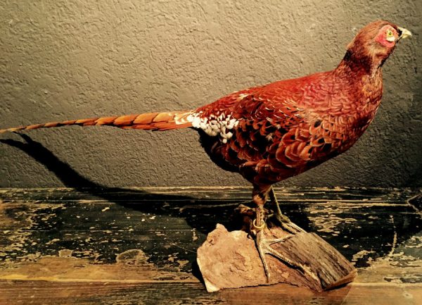 Iijima Copper Pheasant