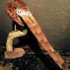 Nieuw opgezette Iijima koper fazant. 4 op voorraad