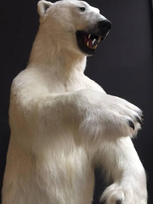 Stuffed polar bear