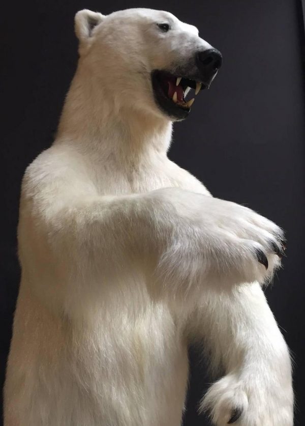 Stuffed polar bear