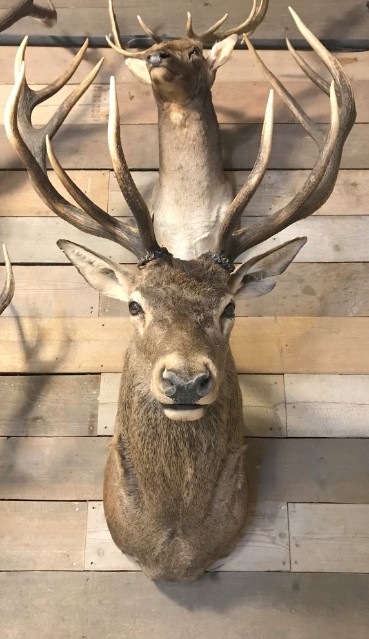 Imposing head capital red stag