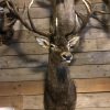 Imposing head of a red stag (uneven 26-pointer).