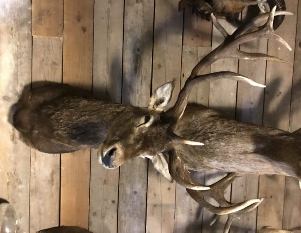 Imposing head of a red stag (uneven 26-pointer).