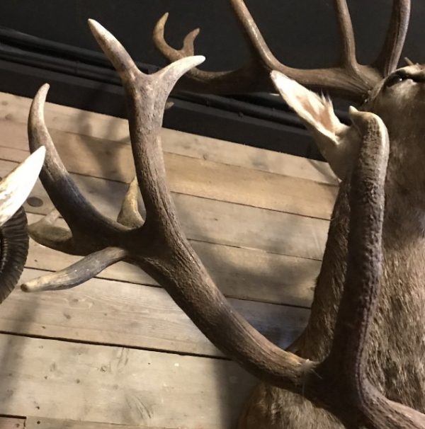 Imposing head of a red stag (uneven 26-pointer).