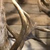 Imposing head of a red stag (uneven 26-pointer).