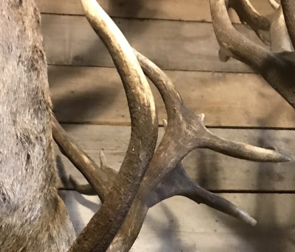 Imposing head of a red stag (uneven 26-pointer).