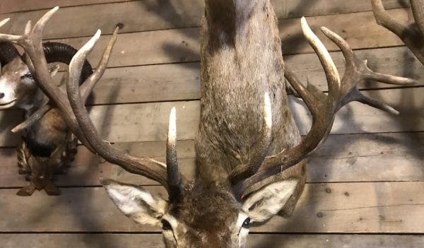 Imposing head of a red stag (uneven 26-pointer).