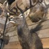 Imposing head of a red stag (uneven 26-pointer).