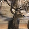 Imposing head of a red stag (uneven 26-pointer).