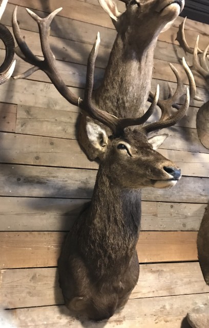 Imposing head of a red stag (uneven 26-pointer).