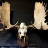 Gewei van een Scandinavische eland. We hebben er diverse op voorraad. Breed tot +/- 110 cm. Informeer voor de prijzen.