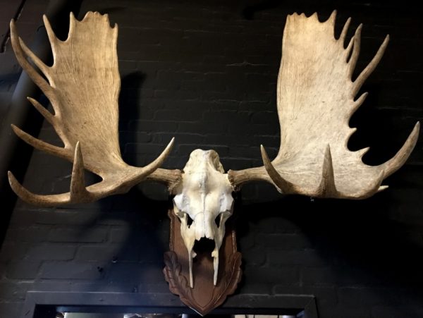 Imposing pair of antlers from a Canadian moose