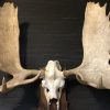 Imposing pair of antlers from a Canadian moose