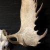 Imposing pair of antlers from a Canadian moose