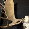 Imposing pair of antlers from a Canadian moose