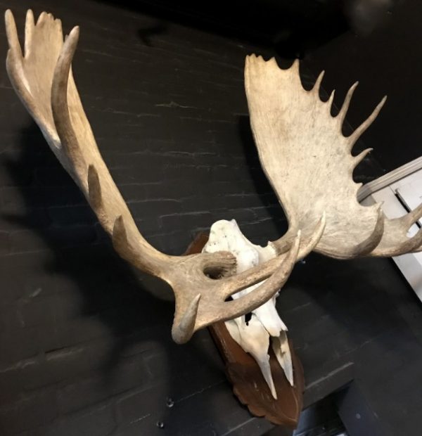 Imposing pair of antlers from a Canadian moose