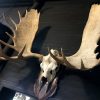 Imposing pair of antlers from a Canadian moose