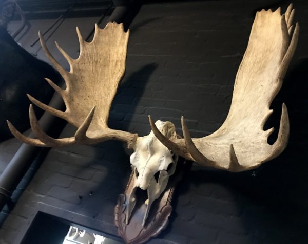 Imposing pair of antlers from a Canadian moose