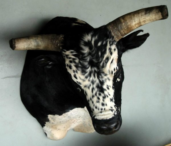 Imposing stuffed head and Nguni bull