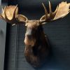 Imposing stuffed head of a Canadian moose.