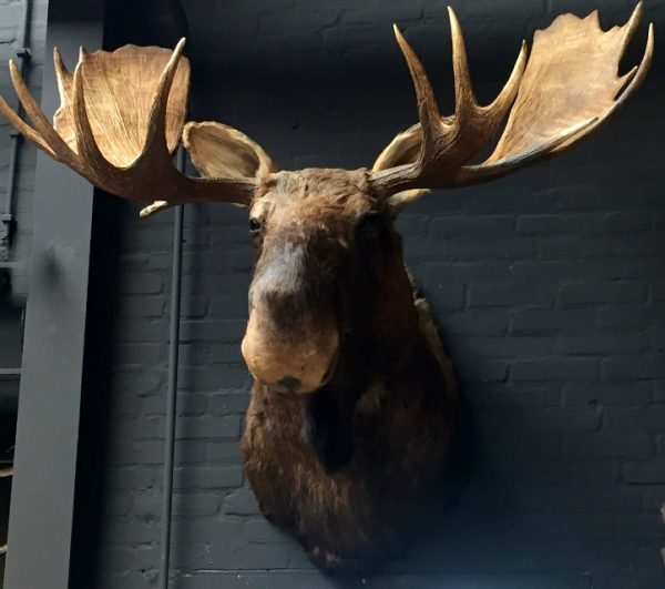 Imposing stuffed head of a Canadian moose.