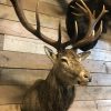 Imposing stuffed head of a capital red stag with a giant pair of antlers