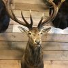 Imposing stuffed head of a capital red stag with a giant pair of antlers