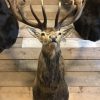 Imposing stuffed head of a capital red stag with a giant pair of antlers