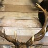 Imposing stuffed head of a capital red stag with a giant pair of antlers