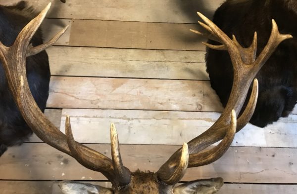 Imposing stuffed head of a capital red stag with a giant pair of antlers