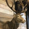 Imposing stuffed head of a capital red stag with a giant pair of antlers