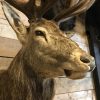 Imposing stuffed head of a capital red stag with a giant pair of antlers