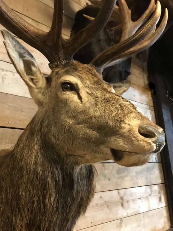 Imposing stuffed head of a capital red stag with a giant pair of antlers