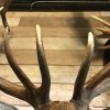 Imposing stuffed head of a capital red stag with a giant pair of antlers