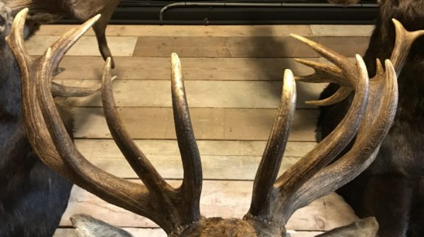 Imposing stuffed head of a capital red stag with a giant pair of antlers