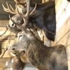 Imposing stuffed head of a capital red stag with a giant pair of antlers