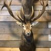 Imposing stuffed head of a capital red stag with a giant pair of antlers
