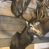 Imposing stuffed head of a capital red stag with a giant pair of antlers