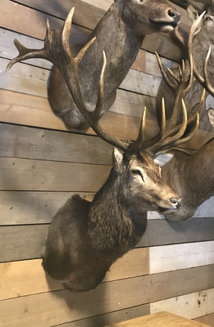 Imposing stuffed head of a capital red stag with a giant pair of antlers