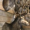 Imposing stuffed head of a capital red stag with a giant pair of antlers