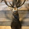 Imposing stuffed head of a capital red stag with a giant pair of antlers