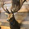 Imposing stuffed head of a capital red stag with a giant pair of antlers