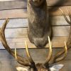 Imposing stuffed head of a capital red stag with a giant pair of antlers