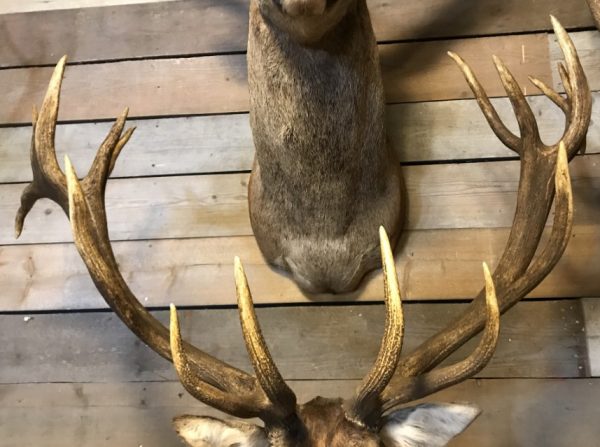 Imposing stuffed head of a capital red stag with a giant pair of antlers