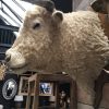 Imposing stuffed head of a charolais bull