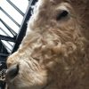 Colossal stuffed head of a giraffe.