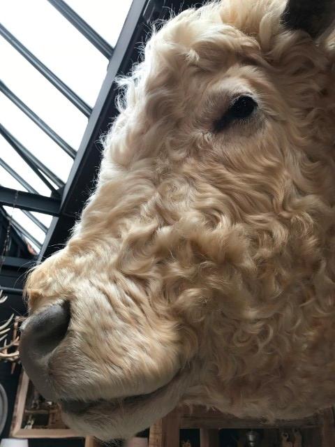 Imposing stuffed head of a charolais bull