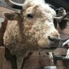 Imposing stuffed head of a charolais bull